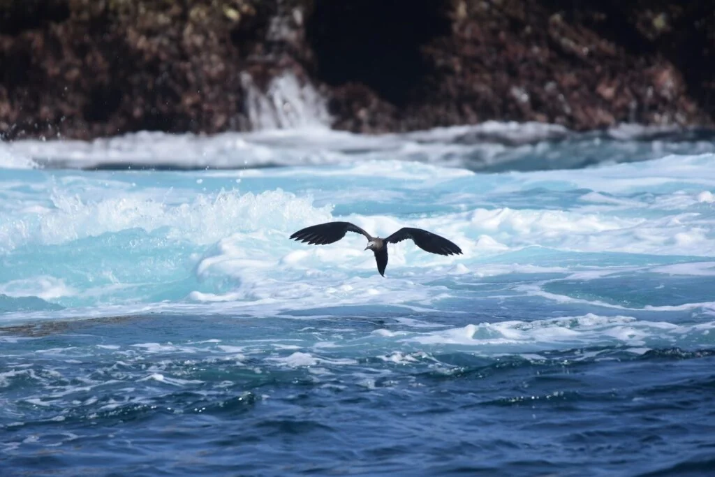Whale tail above the water on an offshore trip